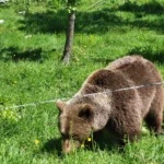 Orso Bruno Marsicano con Maiella Escursioni