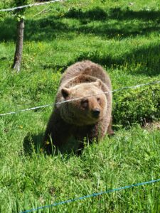 Orso Bruno Marsicano con Maiella Escursioni