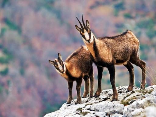 camoscio appenninico di lama dei peligni escursione guidata maiella escursioni