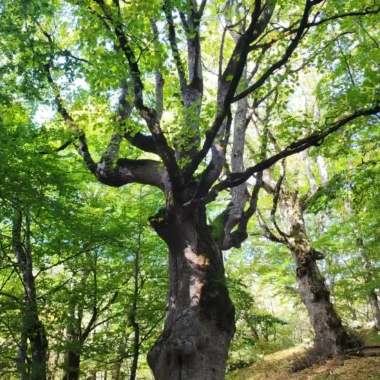 Bosco di sant'antonio - pescocostanzo - escursione con guida