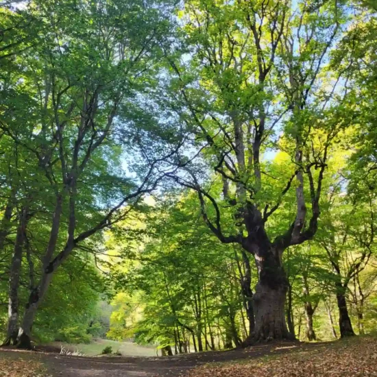 Bosco di sant'antonio - pescocostanzo - escursione con guida