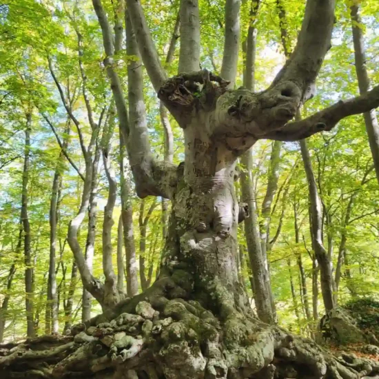 Bosco di sant'antonio - pescocostanzo - escursione con guida