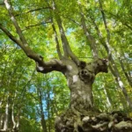 Bosco di sant'antonio - pescocostanzo - escursione con guida