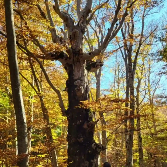 Foliage Bosco di Sant Antonio - Escursioni d'Autunno a Pescocostanzo