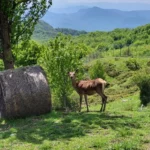 Area Faunistica del Cervo di Gamberale | Maiella Escursioni | Majella | Trekking