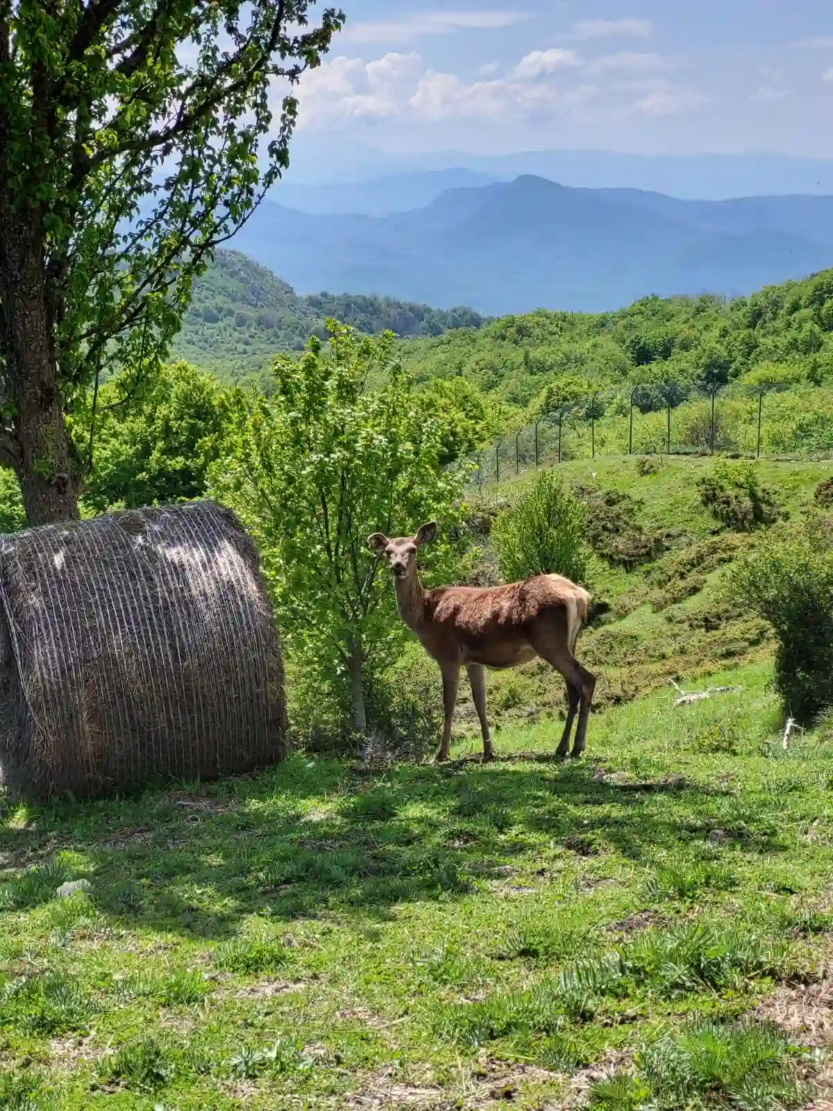 Area Faunistica del Cervo di Gamberale | Maiella Escursioni | Majella | Trekking