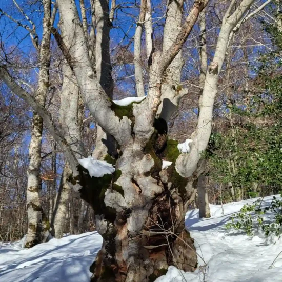 Albero monumentale a pescocostanzo dalle forme fiabesche, immerso nella neve