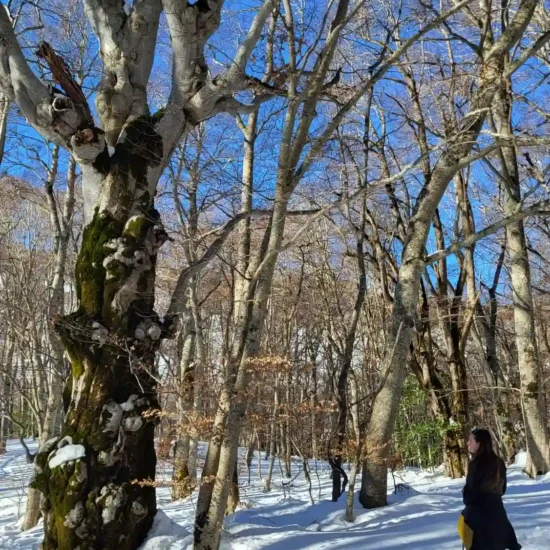 Albero monumentale e guida sullo sfondo innevato del bosco di Sant'Antonio a Pescocostanzo in Abruzzo.